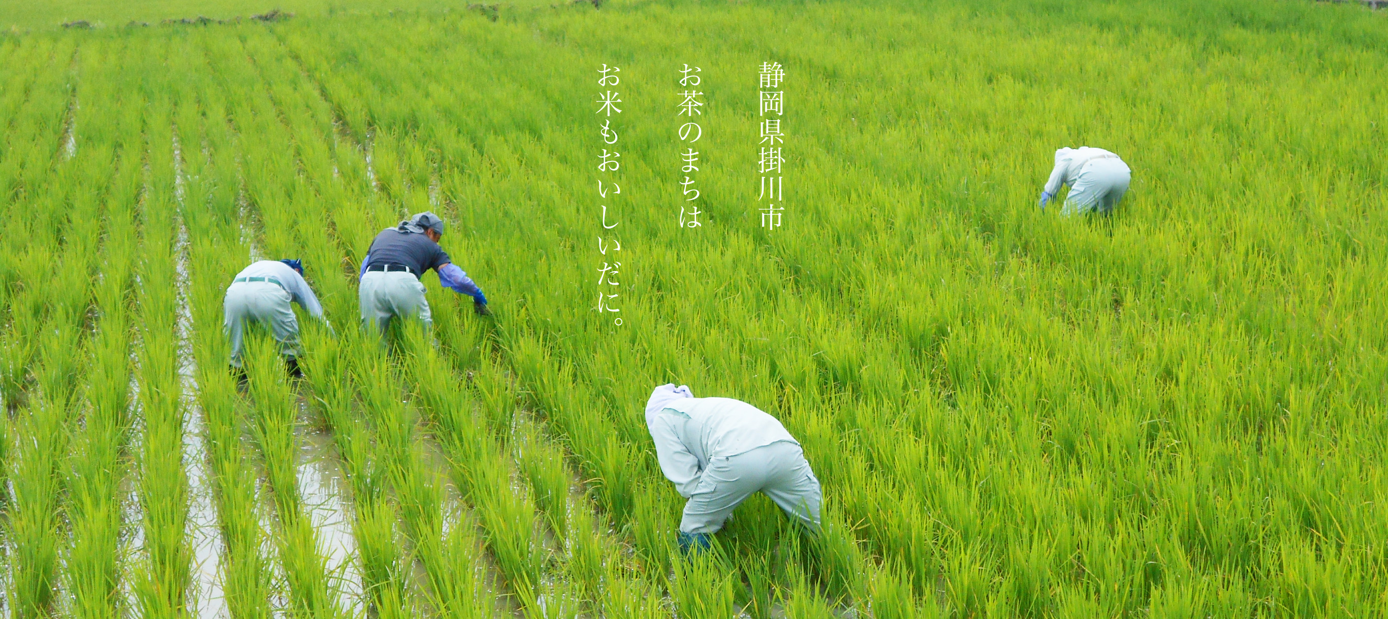 静岡県掛川市 お茶のまちはお米もおいしいだに。
